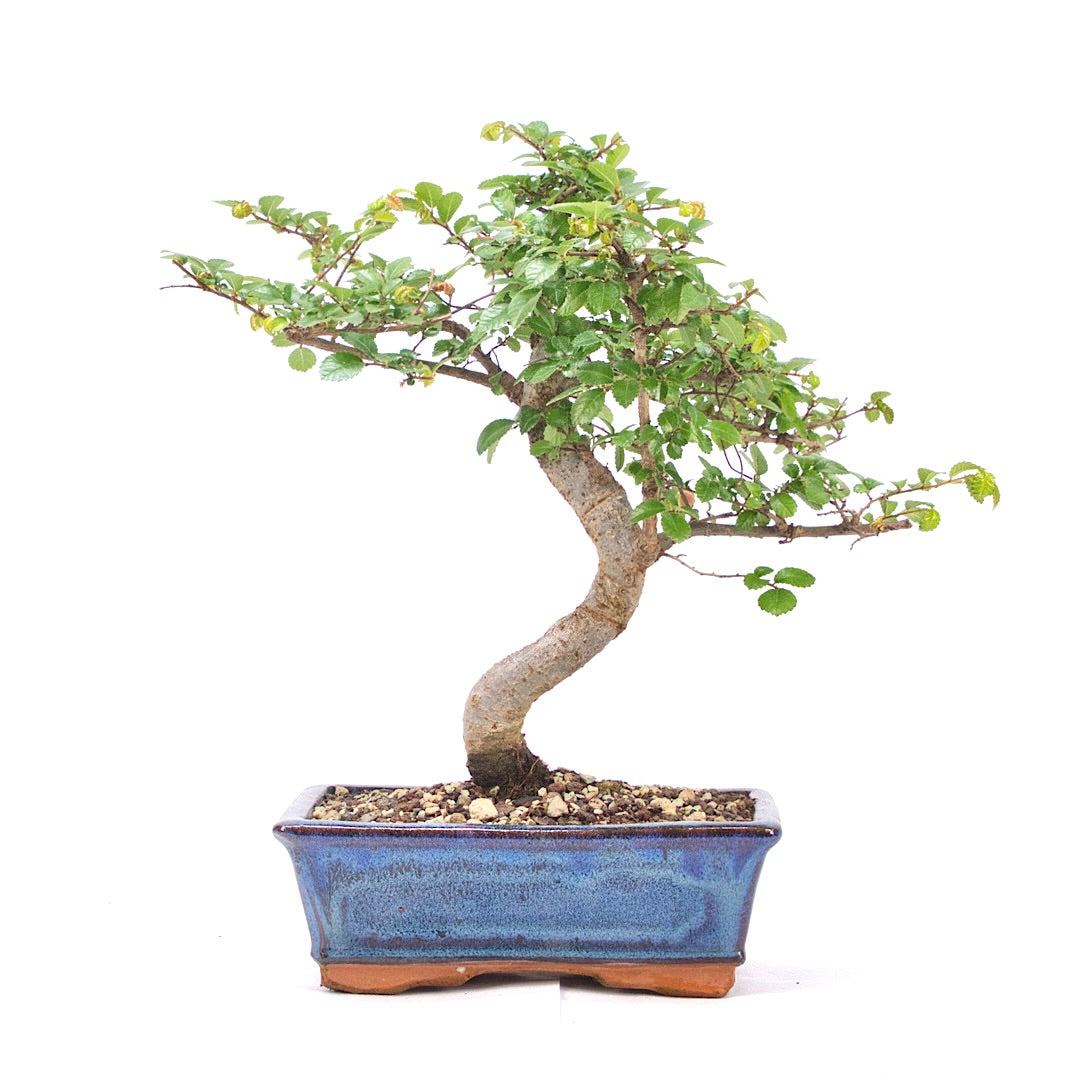 Chinesische Ulme 'Zelkova parvifolia'